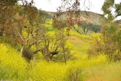 DSC_6307 (Large).JPG